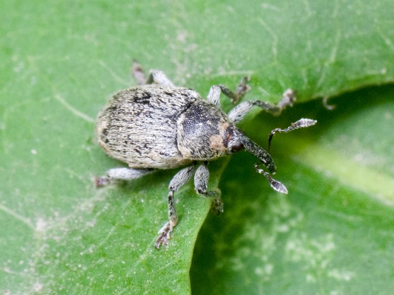 Sibinia viscariae (Linnaeus, 1761)